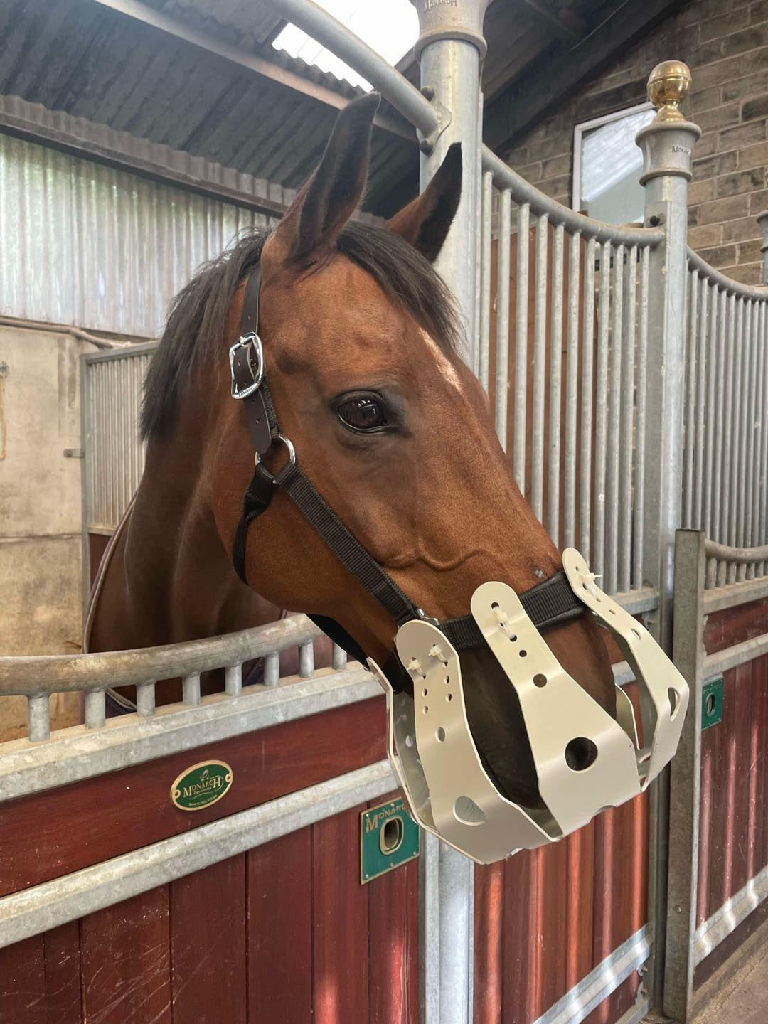 Breezy Grazer ® - Image 4